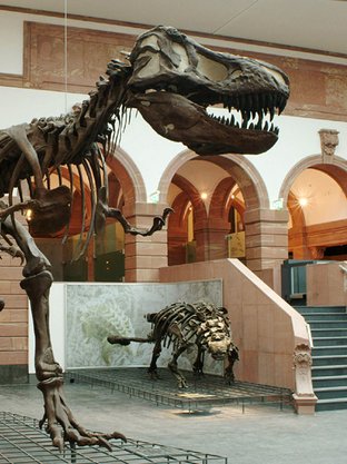 Senckenberg Naturmuseum